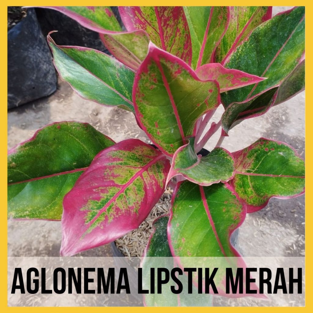 Tanaman Aglonema Lipstik Merah Bunga Aglonema Merah Bunga Hias Hidup