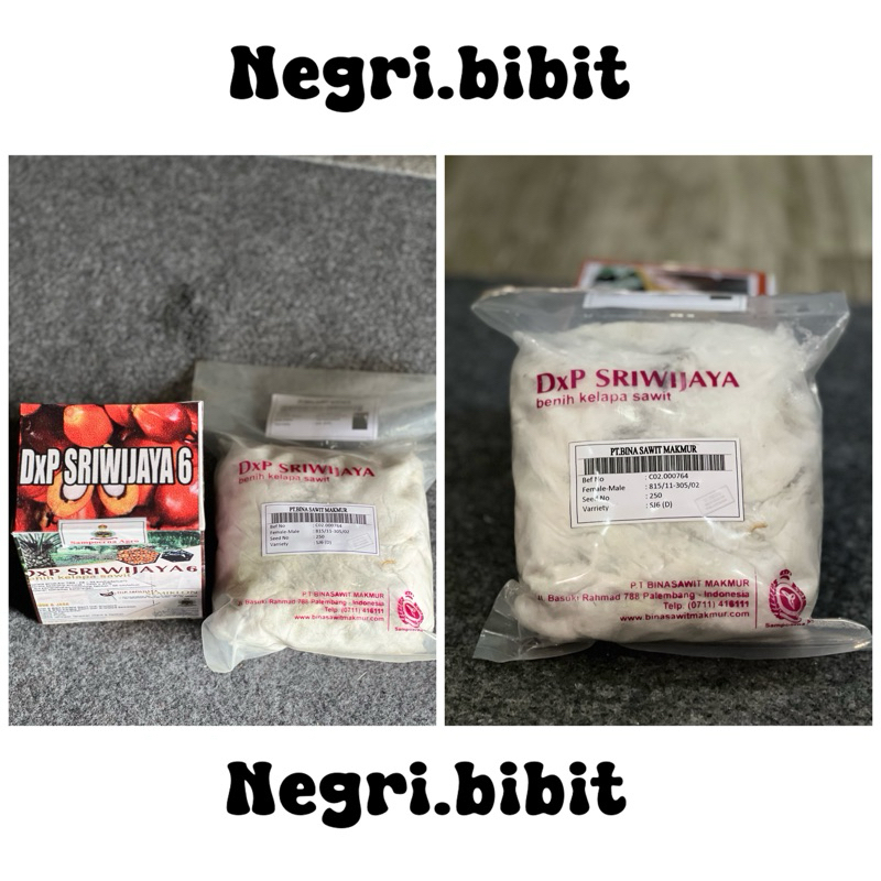 bibit sawit sriwijaya 6 250 butir