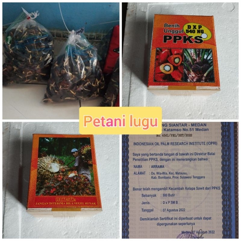 bibit kecambah polong sawit ppks medan