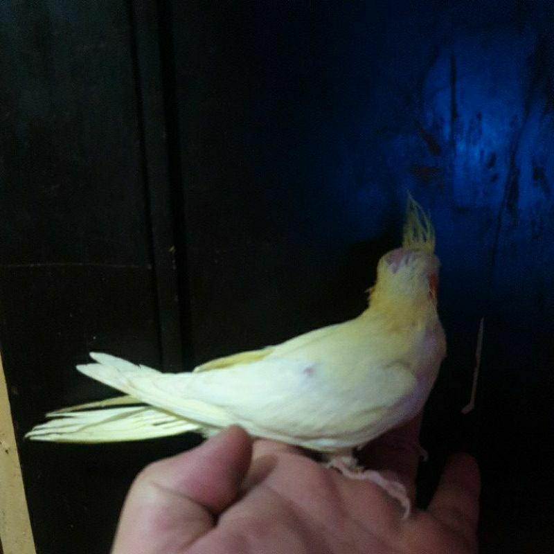 Lolohan Falk Parkit Australia Lutino MM