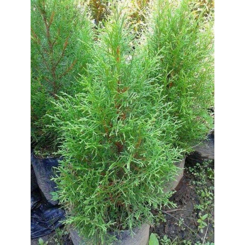 Cemara Wangi - Cemara Rentes