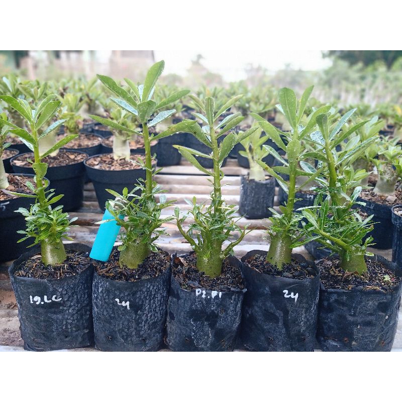 Adenium Solamen Cabser