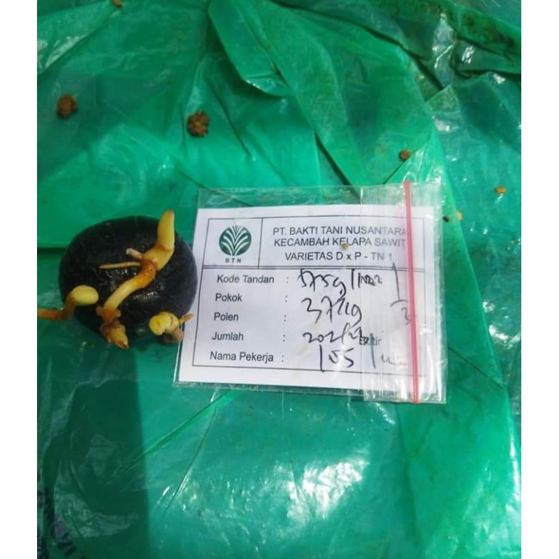 benih kelapa sawit original TN 1 pelapah pendek