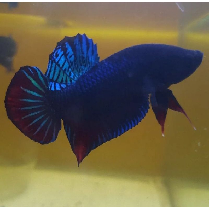 Cupang Aduan Fighter Import Anakan New Sakai Bahan Berkualitas