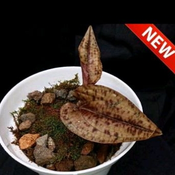 Anggrek nephelaphyllum pulchrum sudah berbunga wangi tanaman hias anggrek tanah asli