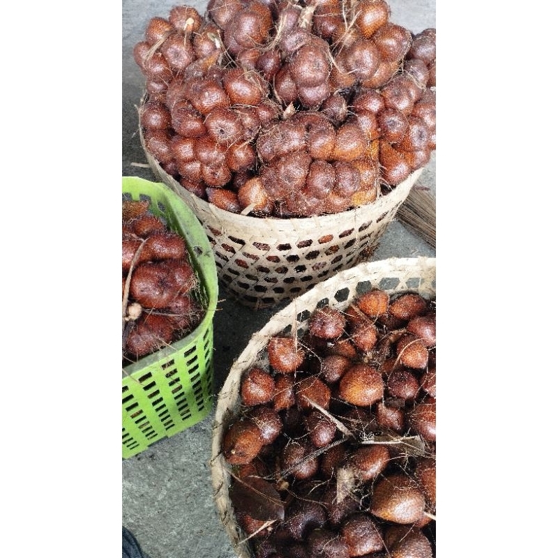 Salak Pondoh Asli Turi Sleman Jogja