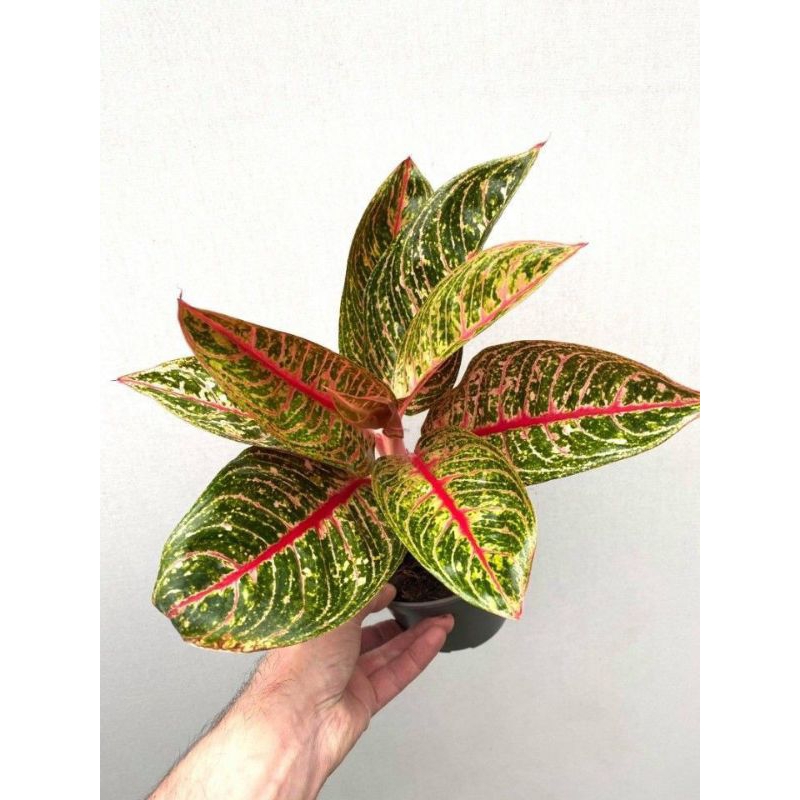 tanaman hias aglonema dona carmen / Tanaman hias hidup / bunga hidup murah / bunga hias hidup kemban