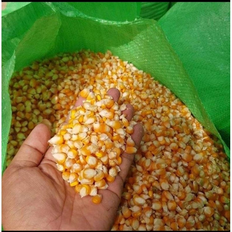 

Jagung Kering