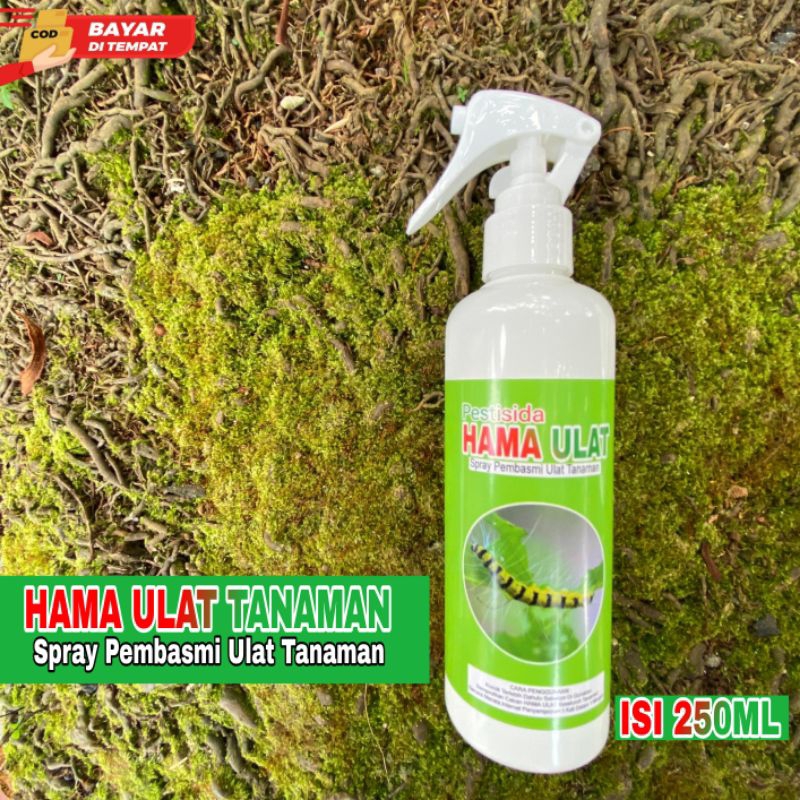 AMPUHH PESTISIDA Spray Pembasmi Hama Ulat Tanaman Ulat Bulu Hama Kutu Putih Jamur Tanaman Daun Aman