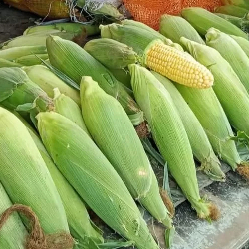 

Jagung Manis / Jangung murah