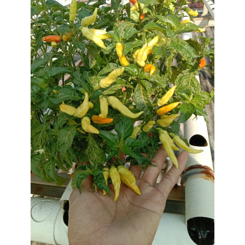 Benih cabe rawit Orion f1/benih cabe rawit gerombolan