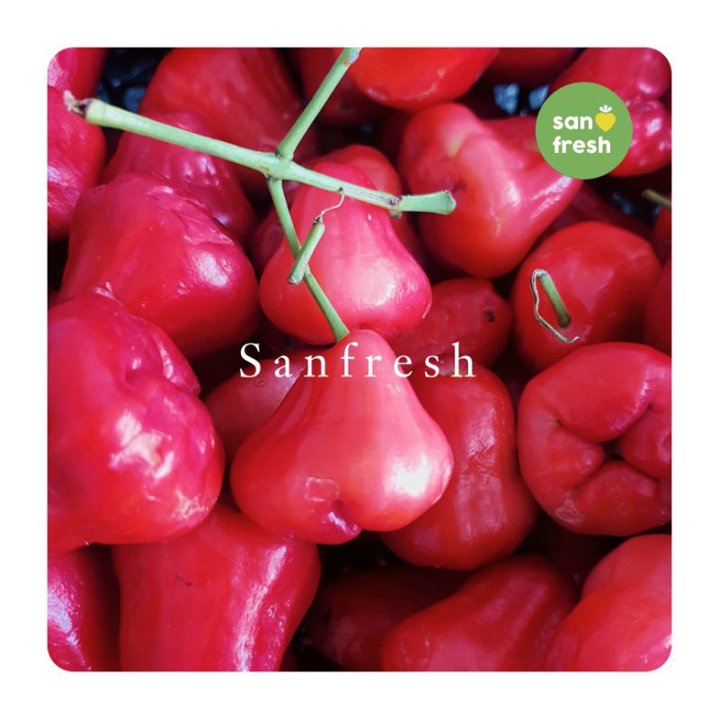 

Jambu Air Merah Segar dan Renyah - Sanfresh