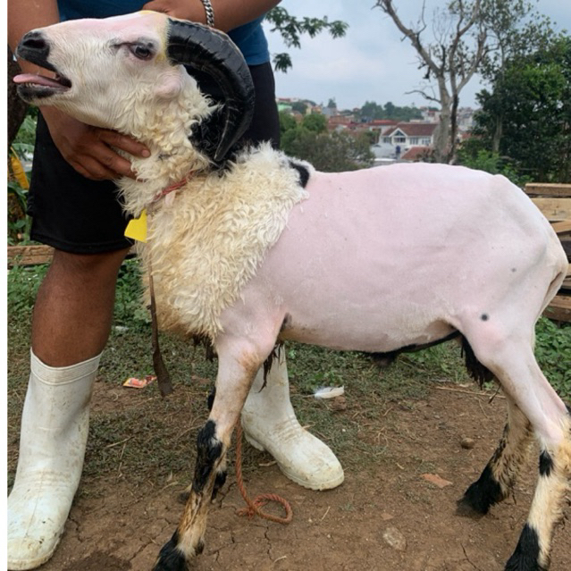 

Domba jantan hidup kambing hidup kambing aqiqah ready pengiriman Bandung instan