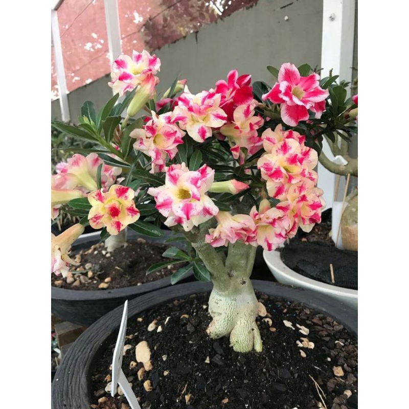 Bibit Tanaman Bunga Kamboja Jepang - Adenium Bunga Tumpuk - Kamboja Jepang