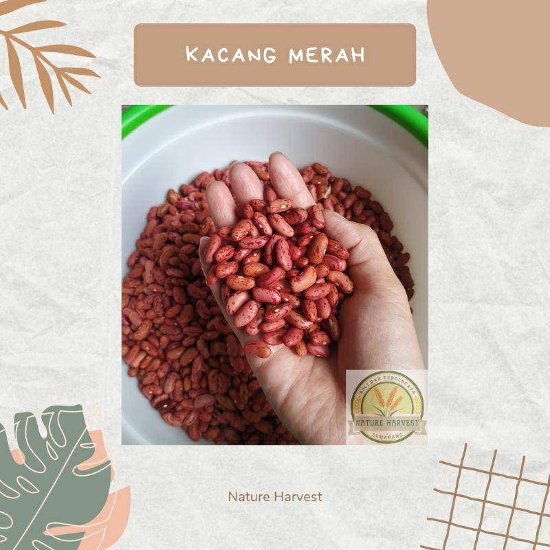 

Kacang Merah | Kacang Sop | Kacang Jogo 1 kg