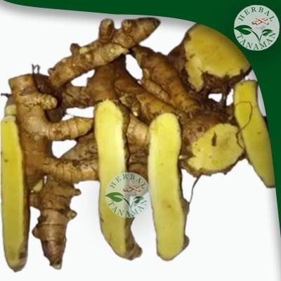 

TEMU MANGGA FRESS 1 KG TEMU HUTAN LANGKA BERMANFAAT