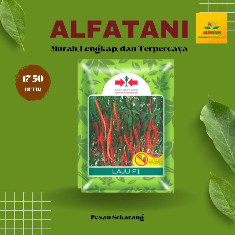 laju f1 benih cabe  1.750 butir
