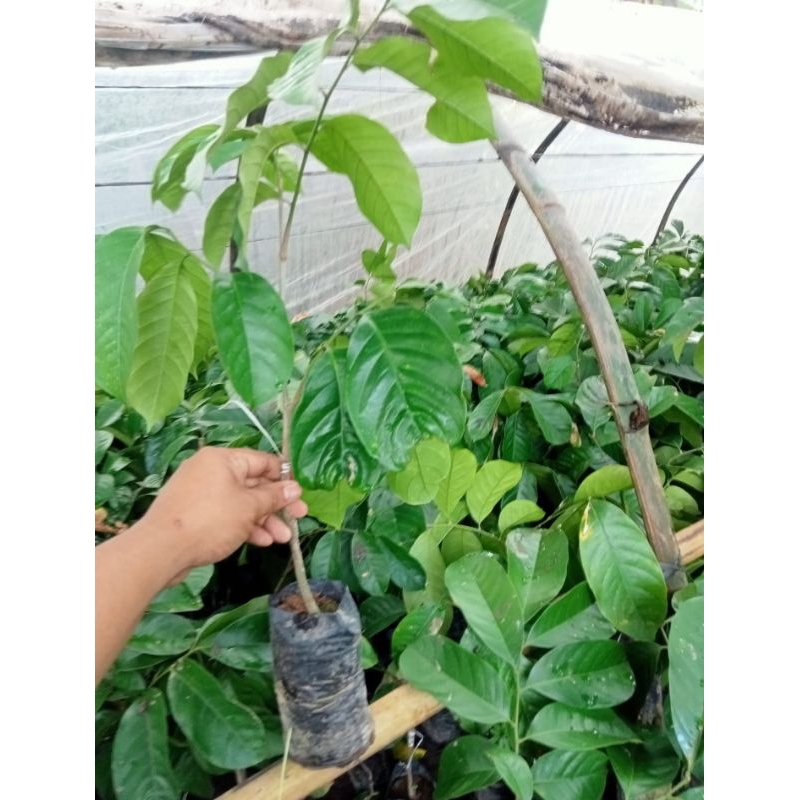bibit duku manis, duku sambung buah manis, bibit duku unggul
