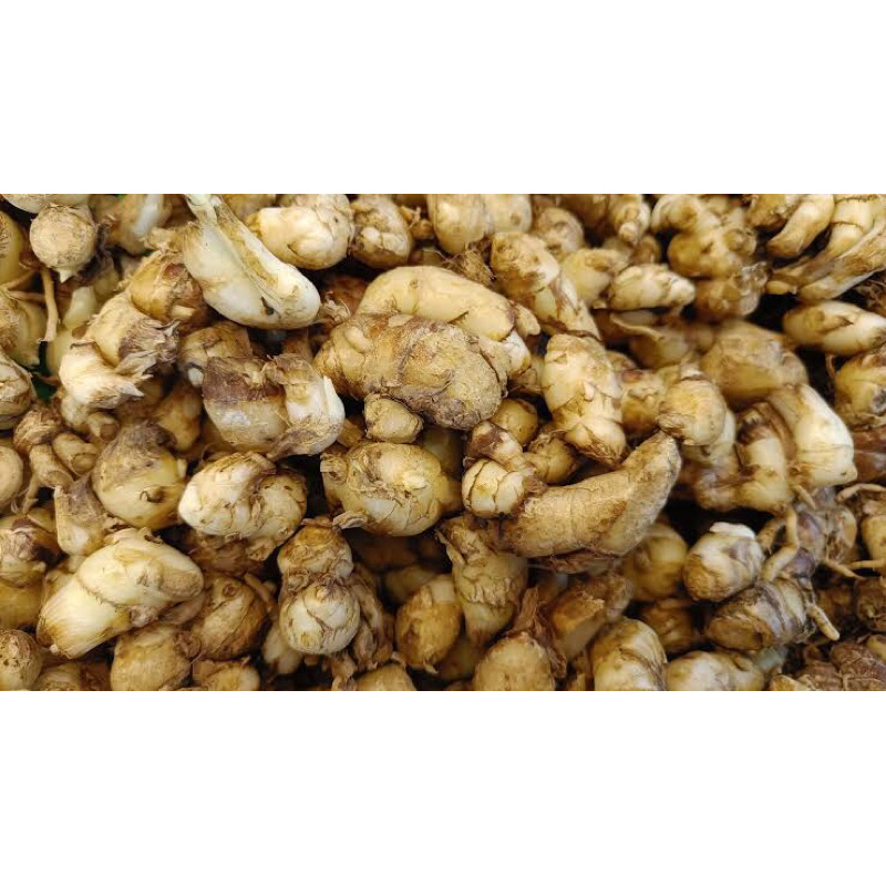 

Kencur Cikur Fresh 500gr Ready