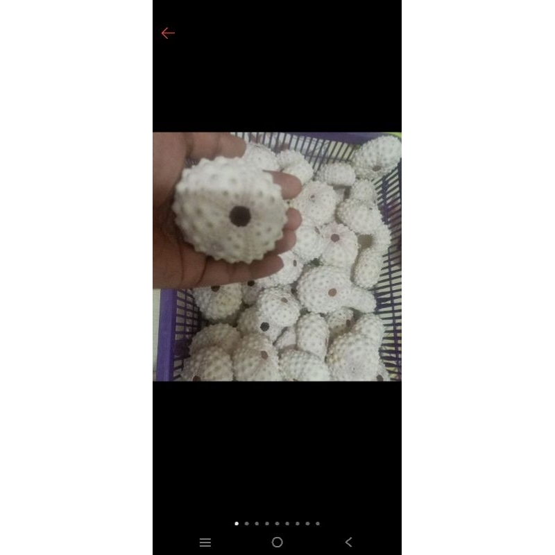 cangkang kerang bulu babi  1kg