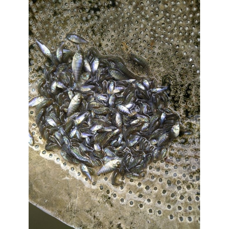 nila bangkok hitam paket 100e (monosex)