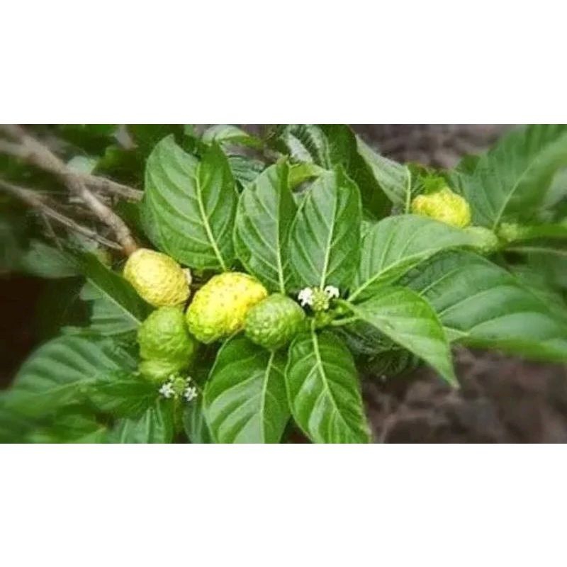 

daun mengkudu / daun pace