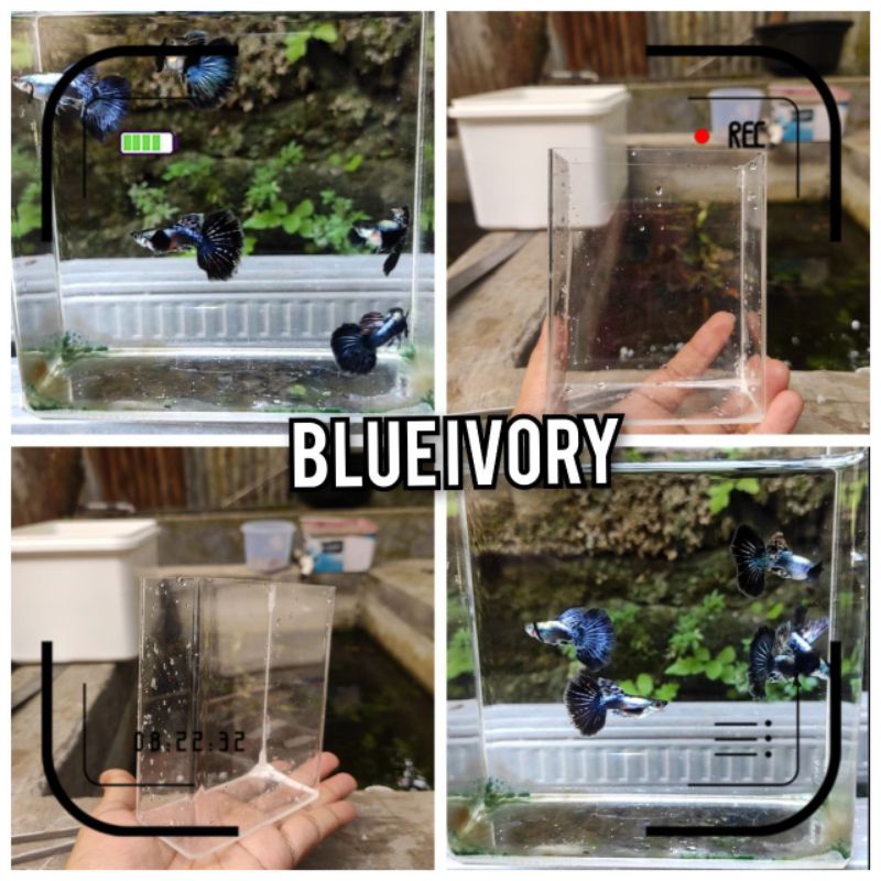 Soliter Ikan Guppy Blue Ivory