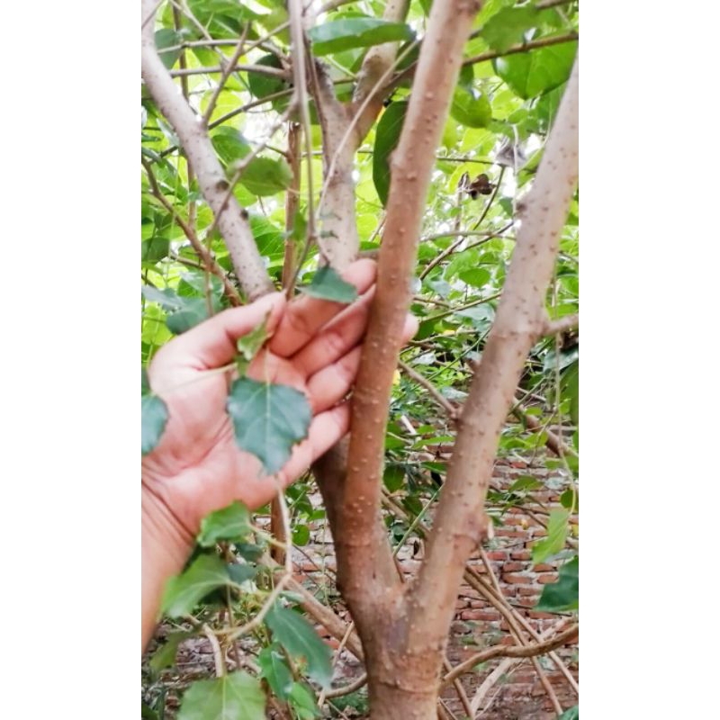 bonsai murbei stek batang murbei