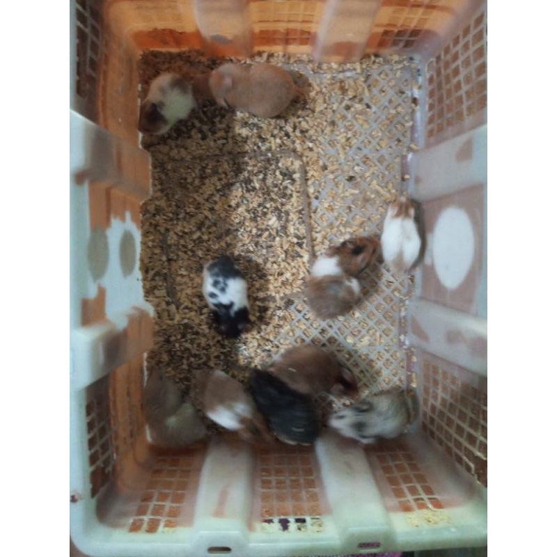 

Box Packing Syria Semarang✅