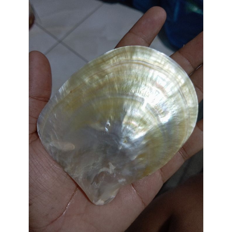 cangkang kerang mutiara yellow polish
