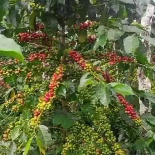 bibit pohon kopi robusta unggulan siap di tanam
