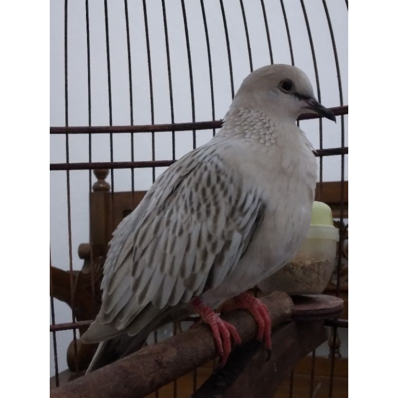 Burung derkuku/tekukur warna