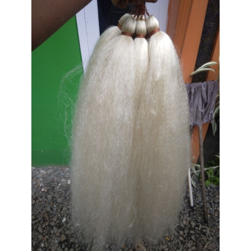 cemara tampa tulang putih