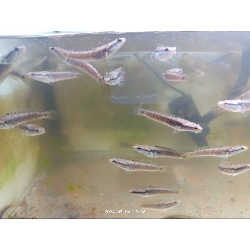 Blue pulchra grade A++ 7cm