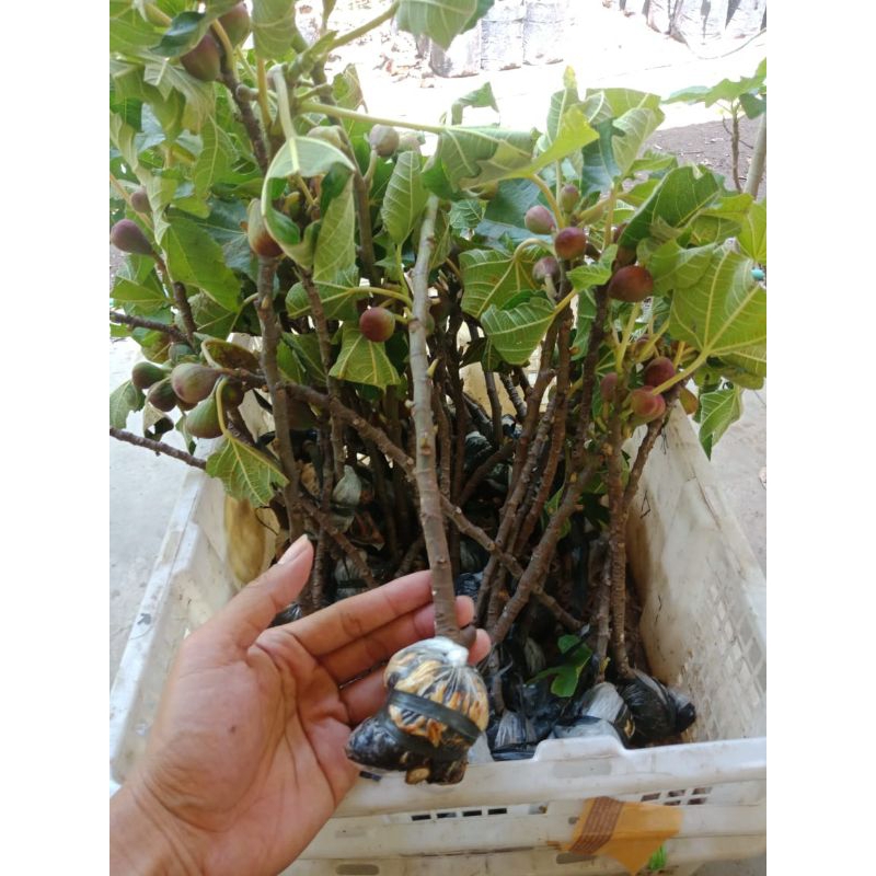 Bibit buah tin BERBUAH