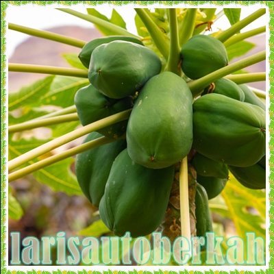 

buah pepaya muda degar untuk penambah asi termurah