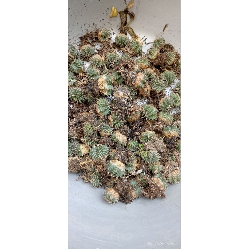Kaktus mini | berbagai jenis Kaktus |