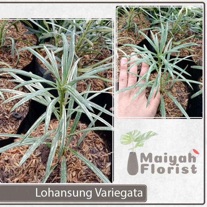 Bibit Tanaman Hias Lohansung Variegata