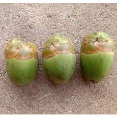 

bluluk kelapa kopyor 9
