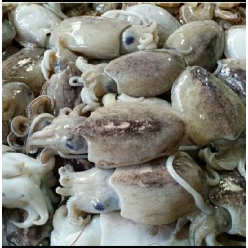 

Sotong / Blekutek Segar Per 500 Gram Dekat Bintaro BSD Jakarta