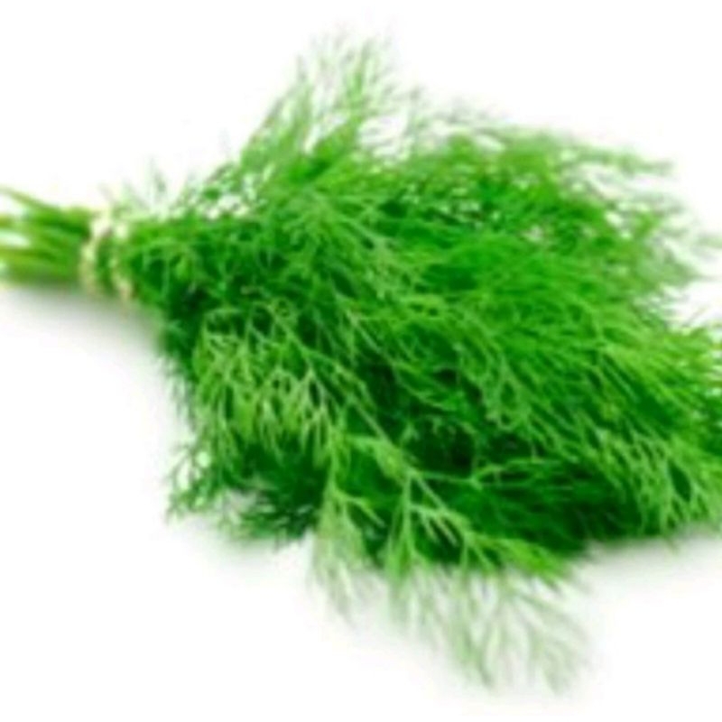 

daun diil/adas fressh 1 ikat