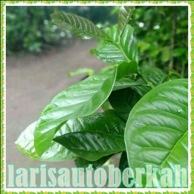 

daun kopi segar 1 kg langsung di termurah