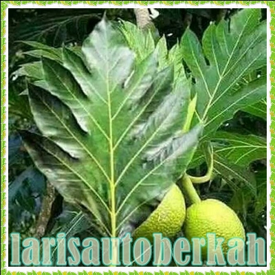 

daun sukun segar daun sukun untuk ginjal termurah