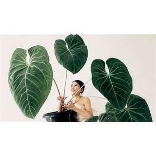 tanaman hias anthurium black mamba super jumbo