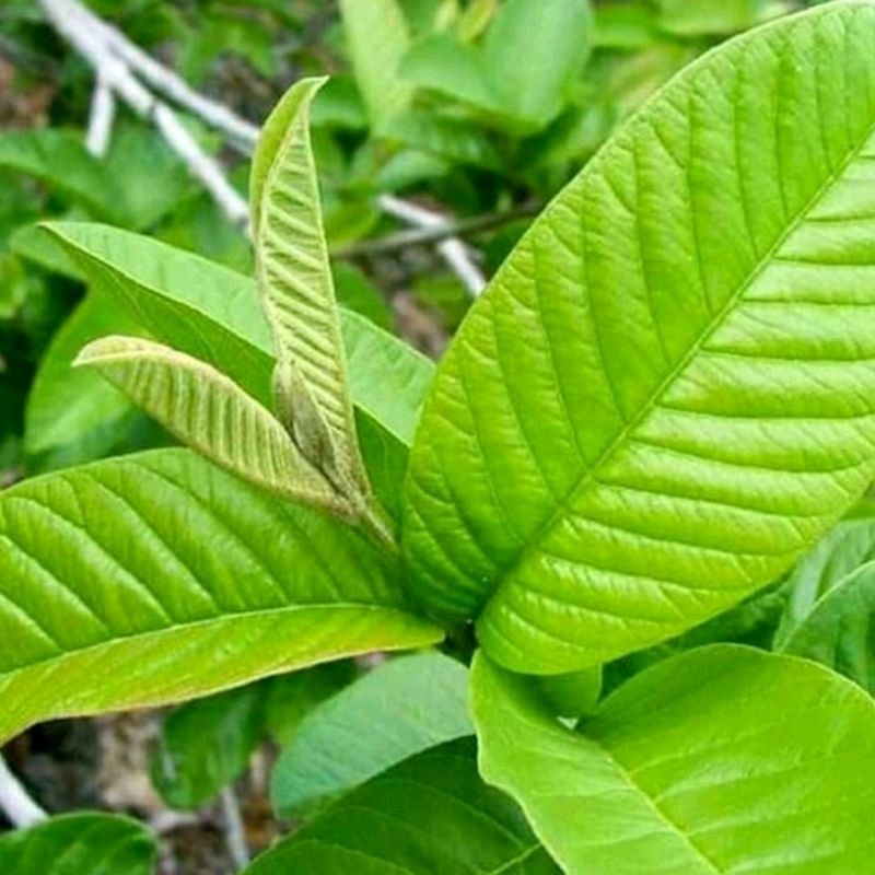 

Daun jambu biji merah segar | pucuk daun jambu biji guava segar | di petik dadakan