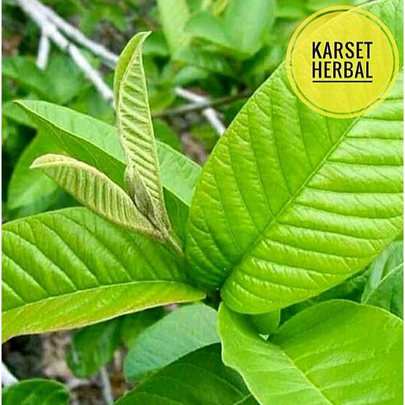 daun jambu biji daun jambu tanaman obat