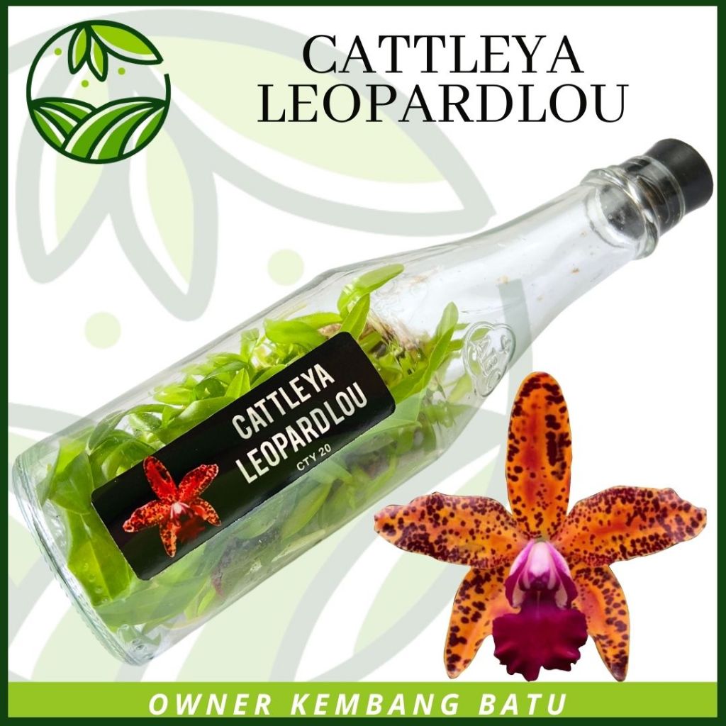 Anggrek Botol Cattleya Langka LEOPARD LOU Bunga Besar Wangi Warna Totol Rare
