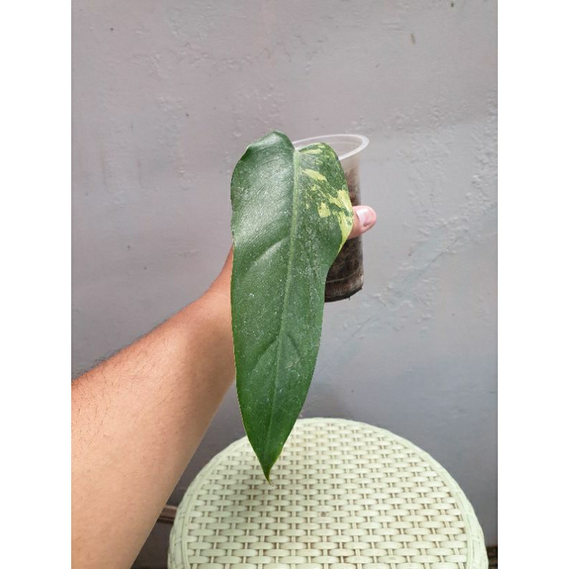 Philodendron Domesticum Varigata