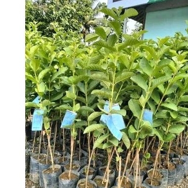 

jambu kristal berlebel