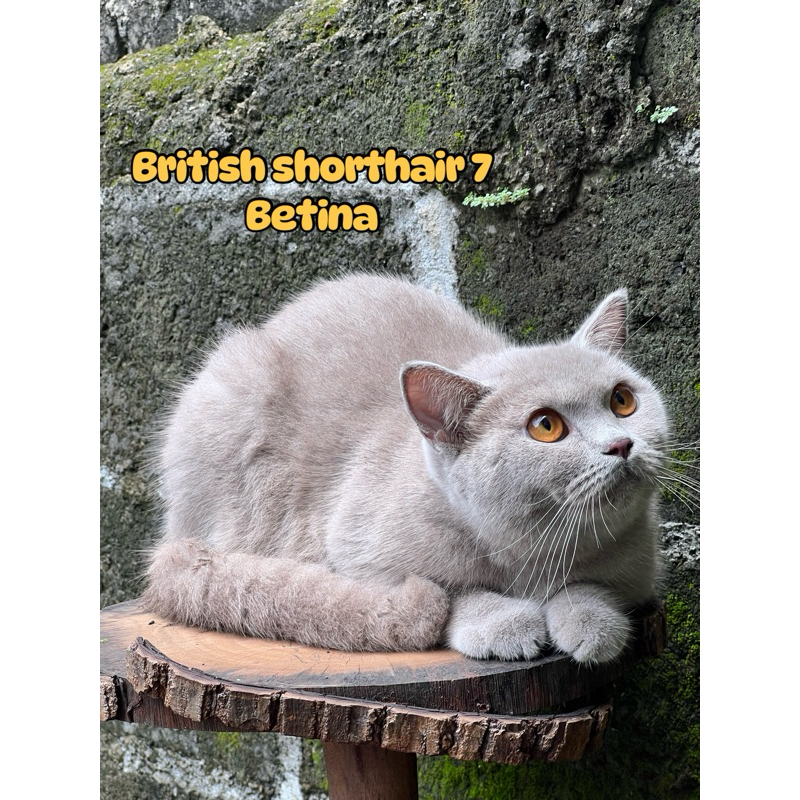 kucing british shorthair lilac betina